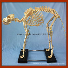 Medizinische Lehre Big Dog Skeleton Model